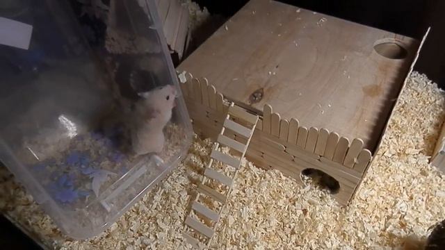 Новый питомец хомяк.  Нам подарили нового хомяка.  Обустройство клетки