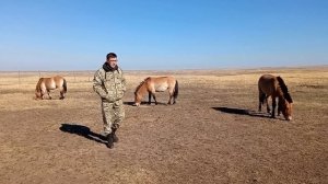 Лошадки Пржевальского