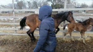 кобылу пробуем покрыть, 10 ый день после выжеребки.