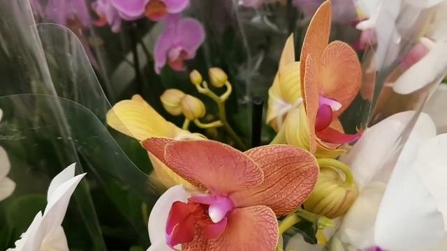 ПРОСТО ОБАЛДЕННЫЕ ОРХИДЕИ в КАСТОРАМА PAPAGAYO Попугай Orchids ORCHID орхидея фаленопсис ОРЕНБУРГ