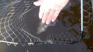 Рыбалка на Базе отдыха Майор Пронин 2