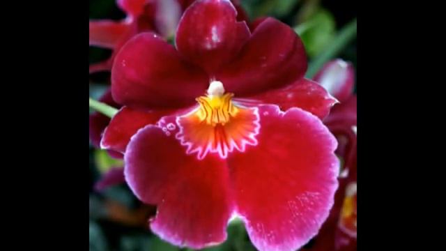 Orchids II смотреть онлайн