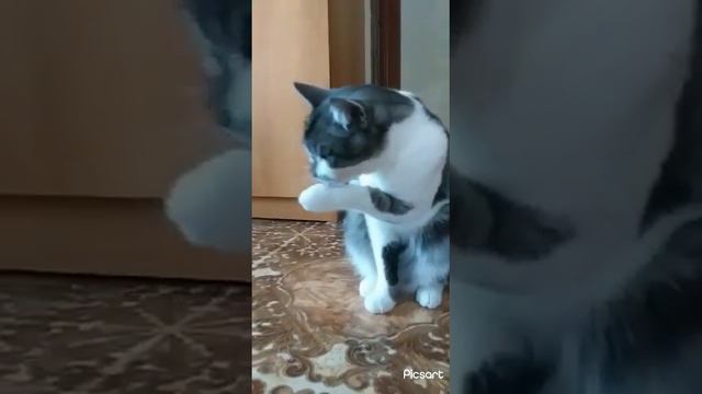 🌈💚Вау как умывается этот малыш🤩💚Кот Барсик очень интересно умывается🤣🤣#кот#приколыскотами#котумывае смотреть онлайн