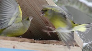 Зеленушка (Chloris chloris) - European greenfinch