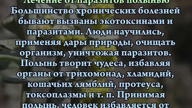 ПОЛЫНЬ серебристая для ОЧИЩЕНИЯ и ЗДОРОВЬЯ