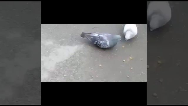 Осенние похождения Шоу "Фонтан из бутылки" смотреть онлайн