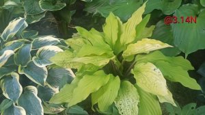 ☘️желтые листья и красные черешки#petrnovar #запорожье #hostas #хосты #обзор