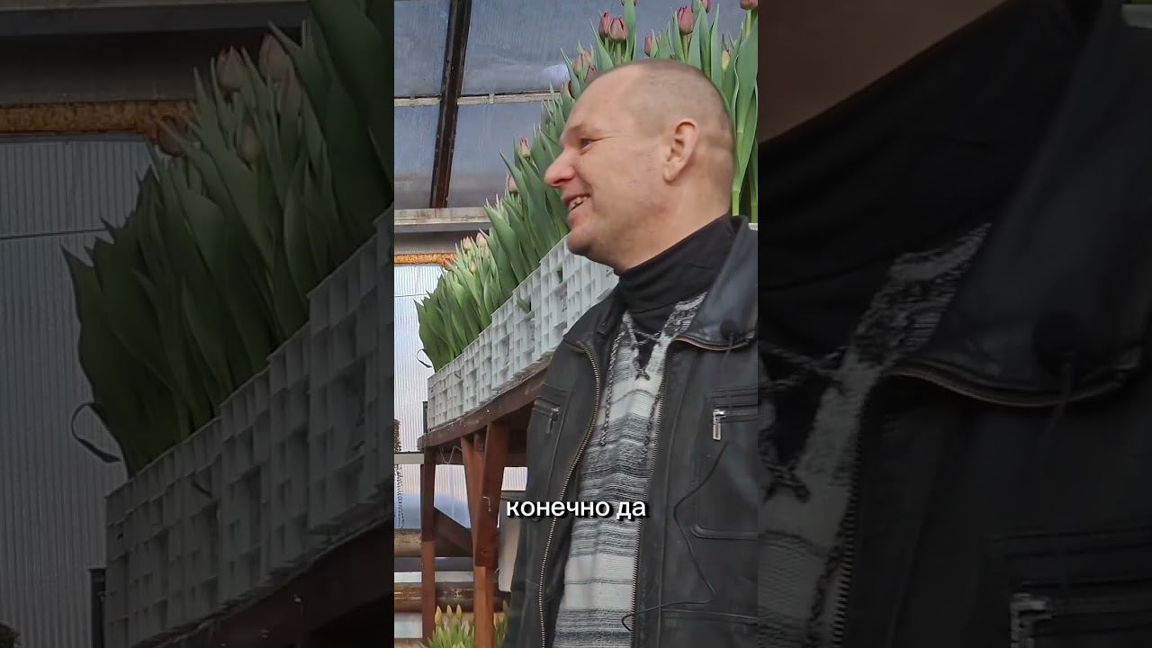 Как вырастить высокий тюльпан? #выгонкатюльпанов #веревкинхутор #цветы