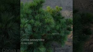Сосна веймутова Блю Шег