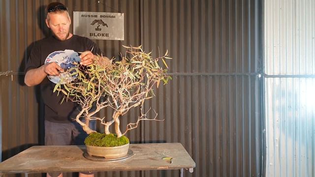 Red gum Bonsai, Australian native, Aussie Bonsai Bloke смотреть онлайн