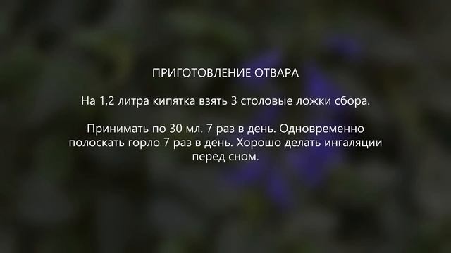 Сбор № 373. При хроническом тонзиллите с гнойными выделениями из миндалин. смотреть онлайн