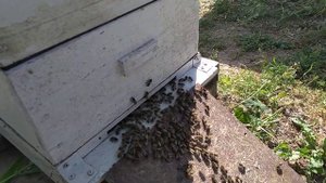 Нашел причину выкучивания пчел.Решетки не при чем.Это я туплю на жаре :)