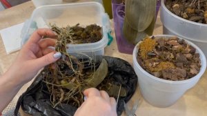 # 113 Орхидеи замерзли. Что делать! (Часть 1) #УходЗаОрхидеями  #ЛечениеОрхидеи