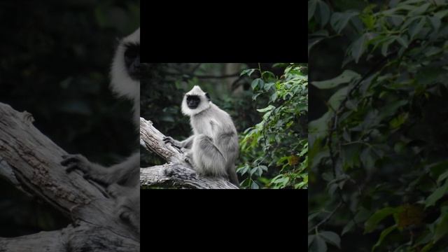 Капюшонный гульман смотреть онлайн