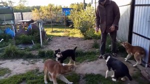 Тест- щенки охрана территории. Puppies guarding their territory -4,5 months