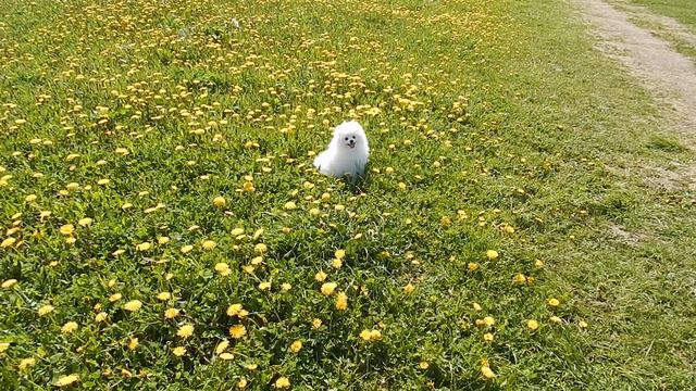 Маленькая белоснежная девочка померанского шпица смотреть онлайн