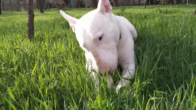Danny Bull Terrier 🐮 смотреть онлайн