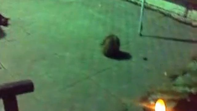 Звуки природы. Тиха украинская ночь... смотреть онлайн