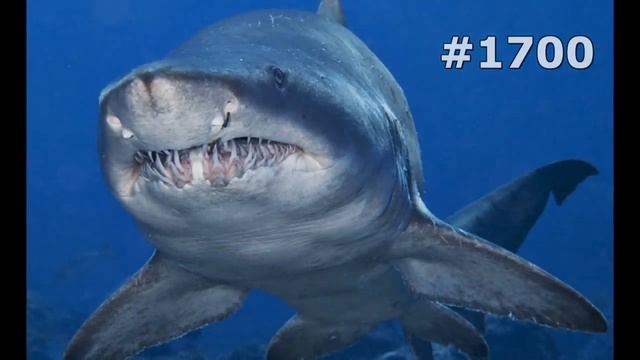 #1700. Акулы (В мире животных) смотреть онлайн