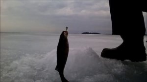 Зимняя рыбалка на окуня.Карелия.Онего.