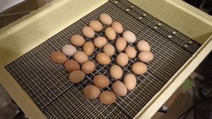 Как просто дополнительно повысить влажность в конце инкубации в инкубаторе.