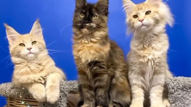 Maine Coon 😻 Soon... a magical night 💫💫💫 #рождество #новыйгод #праздник #мейнкуны #счастьеесть
