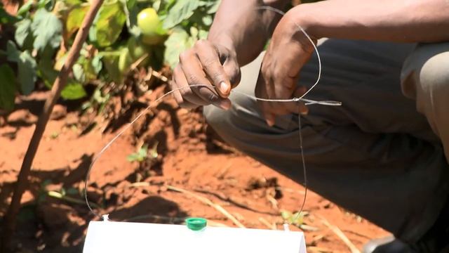 Tuta absoluta pheromone mass-trapping смотреть онлайн