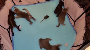 Ориентальные котята ( коты и кошки ) возраст 1 месяц
