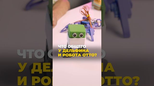 Что общего у дельфина и робота Отто?