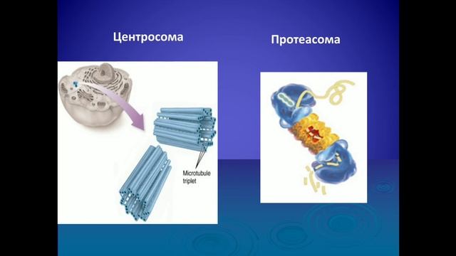 Введение к курса гистологии  Цитология смотреть онлайн
