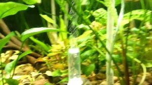 Диффузор и счетчик пузырьков за 18 рублей (2в1)