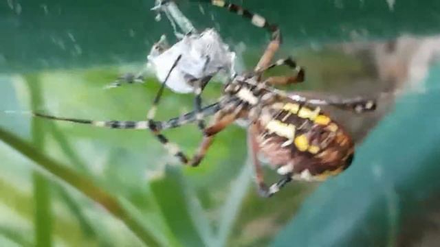 Паук оса (Аргиопа Брюнниха, Argiope bruennichi) смотреть онлайн