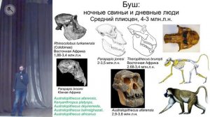 Дробышевский Станислав. Кошки, гиены, свиньи, павианы, ЛЮДИ: связь через века. Улучшение звука.