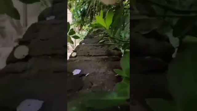 Cat walk😺