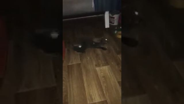 Вязка шотландских кошек - Mating Scottish cats смотреть онлайн