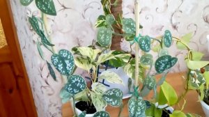 Комнатные цветы. Обзор сциндапсусов .