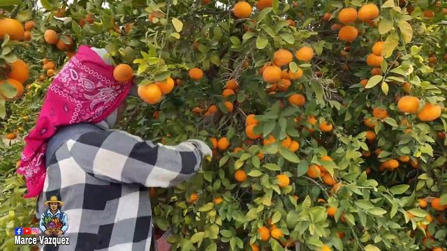 WOW! AMAZING NEW TANGERINE CULTIVATION TECHNIQUES IN HARVESTING ? смотреть онлайн
