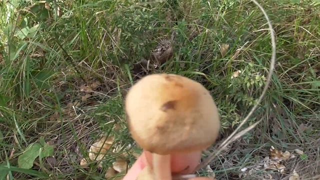 Осенние Опята Медовые и Ложные Опята