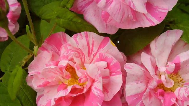 Adding and copying pictures смотреть онлайн