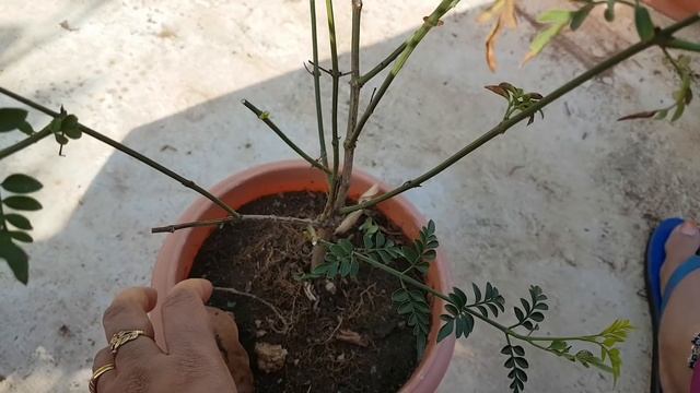 469.Kaise kare taiyaar Chameli plant ko flowering ke liye/Jasminum Grandiflorum plant care.??☘️ смотреть онлайн