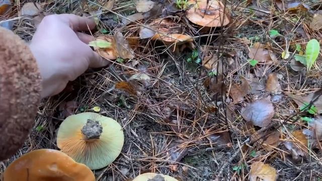 ВОТ ЭТО МЫ ПОПАЛИ ! РЫЖЕЕ НАВОДНЕНИЕ ! Рыжики полянами ! Грибы 2022 ! смотреть онлайн