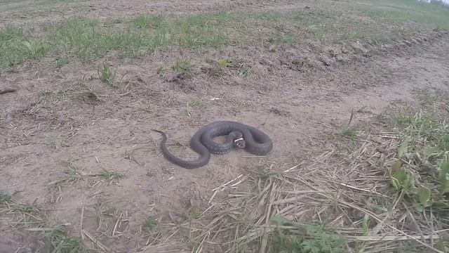 Уж не гадюка, видео rybachil.ru смотреть онлайн
