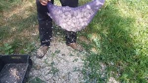 Шелушение чеснока за одну минуту. Быстрая подготовка к продаже.