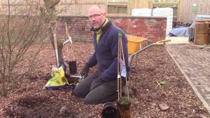 The Plant Man - Group 3 Clematis