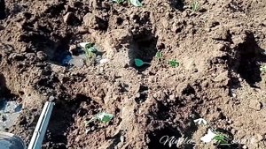 Посадка капусты в грунт. Черная ножка. Агротехника на июнь