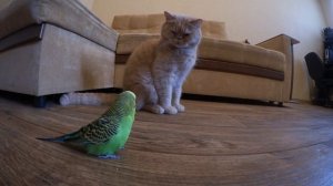 Волнистый попугай Кеша и кот Марсик. Смешные животные.