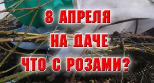 8 апреля. На даче осматриваю розы.mp4