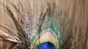 Шикарные перья павлина #перьяпавлина
