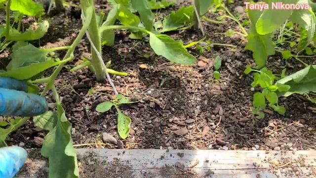 ЗАЧЕМ МЫ РАЗДЕВАЕМ ТЕПЛИЦУ??? Выращивание томатов. Сезон 2021. смотреть онлайн