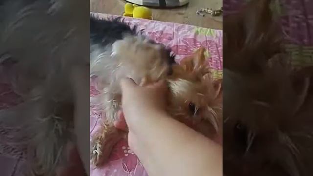 더워 지쳐있는 짱아